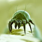 dust-mites