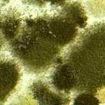 mold (1)