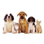 pet odor